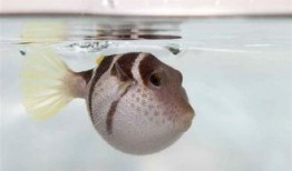 河豚在线观看,揭秘神秘海洋生物的奇幻世界